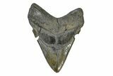 Serrated, Fossil Megalodon Tooth - South Carolina #169198-1